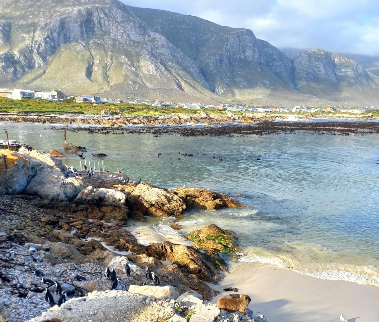 Nivenia Beach House Bettyʼs Bay Exteriér fotografie